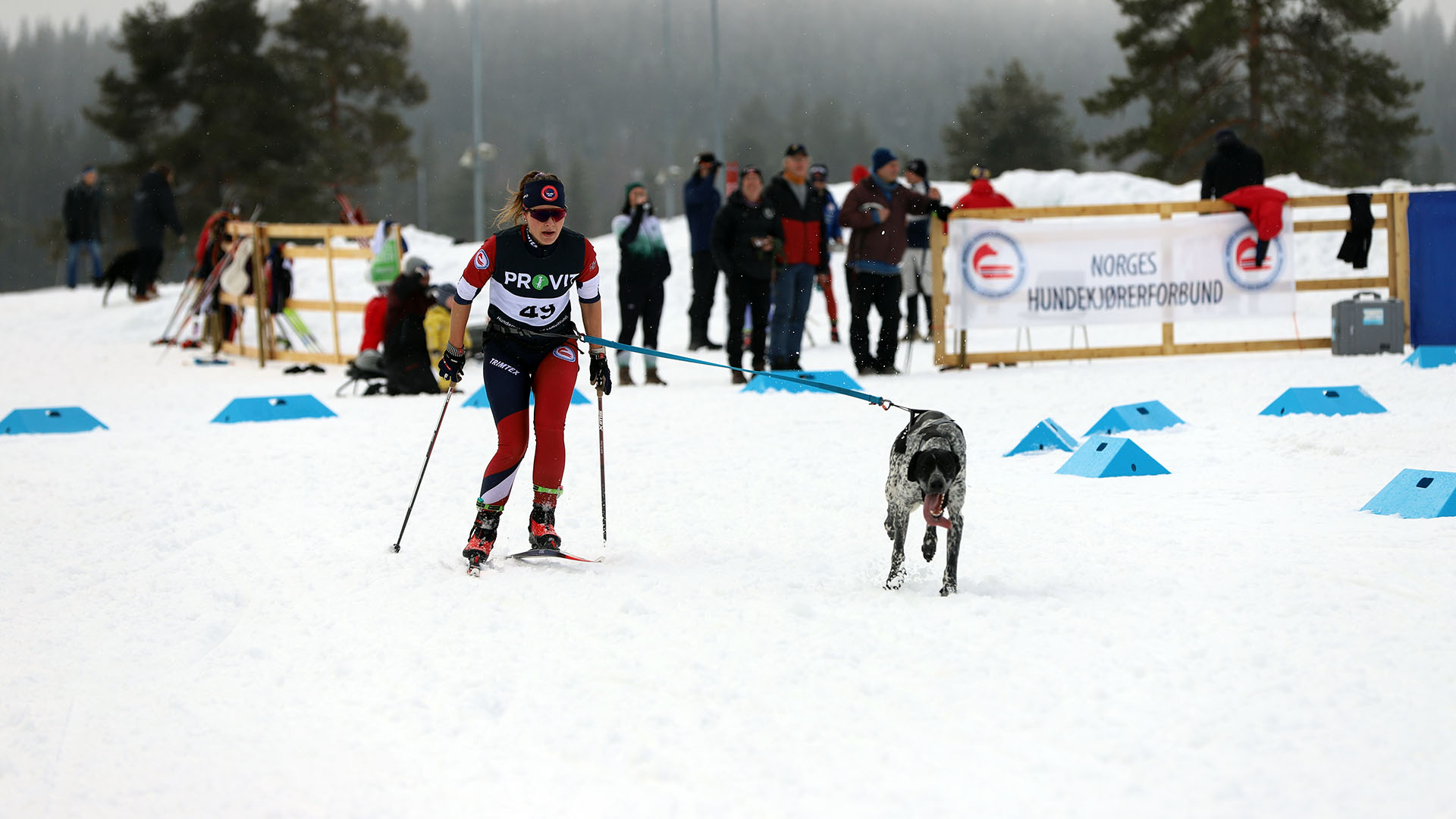 Aslaug Håvardsrud og hunden Alvin under dagens NM i hundekjøring. Foto: Marte Hoel Romskaug / Norges idrettsforbund